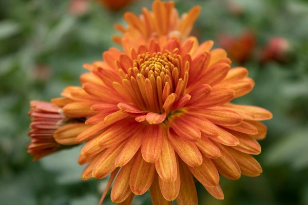 Créer un Oasis de Plantes Aromatiques en Pots : Guide Complet pour un Jardin Parfumé